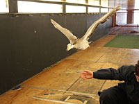 Goose in UBC Wind Tunnel